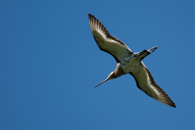 Doordat de boer in het weiland onkruid aan het verdelgen was, waren er een heleboel Grutto's op de vleugels gegaan en vlogen rondjes boven het weiland. Mooie gelegenheid om foto's te maken.