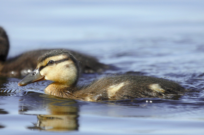 prachtig zwommen deze jonge eenden langs het riet en hier enkele foto's van gemaakt,want zo'n kans laat je natuurlijk niet voorbij gaan.