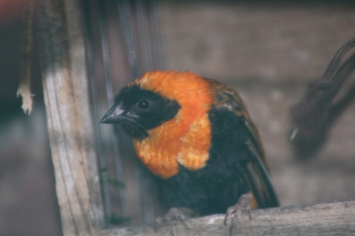 mijn eerste foto op birdpix ik hoop dat jullie hem mooi vinden. van arno