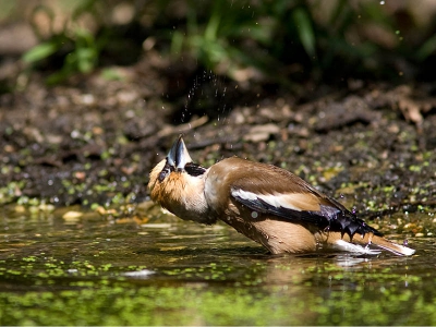 Soms moet je gewoon een beetje streng zijn om ze goed voor de lens te krijgen, dus deze Appelvink heb ik de nek omgedraaid!! Anders bleef die echt niet zitten hoor.