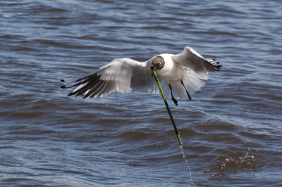 De kokmeeuwen op het eilandje bij de hut waren druk bezig met verzamelen van nestmateriaal. Dit exemplaar pikt net een bescheiden rietstengel uit het water.