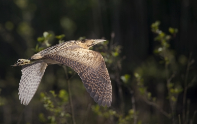 Vandaag de roerdomp in vlucht mogen fotograferen, een bijzondere natuur ervaring om deze vogel te fotograferen. Er zijn er al veel gepost maar dat maakt het voor mij niet minder bijzonder....