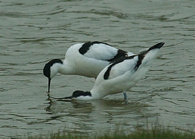 Een wat grauwe dag, maar daar trekken vogels zich niets van aan. Het is voorjaar en druk op het Wagejot, Texel