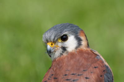 Deze foto heb ik genomen tijdens een roofvogel workshop.