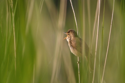 Gisteren heb ik een foto van deze vogel geplaatst toen hij helemaal vrij zat. Vandaag een heel andere benadering. Ik stuur bijna nooit twee fotos van dezelfde sessie maar ik vond deze twee zo verschillend dat ik een uitzondering maak.