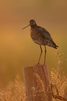 Laatste dag van een  lang weekeind 's morgens vroeg nog enkele wijdevogels gaan fotograferen. Las hier dat foto's van Grutto's op paaltjes niet meer in zijn (omdat reeds iedereen die heeft) maar toch post ik hem. Ben benieuwd naar de reacties.