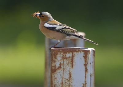 Dit vinkje zat op een paal op een industrie terein.
Snavel(tje) vol met lekkers voor de jonge vinkjes.