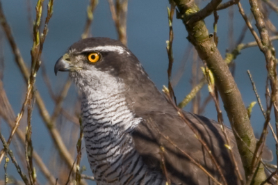 In de auto en rondje Oostvaardesplassen gereden. Stond vrij veel wind die dag en bij de hutten was weinig te zien. op een gegeven moment zagen we deze Havik lekker in de boom langs de weg zitten. Hij bleef keurig zo lang zitten dat ik er een foto van kon maken.