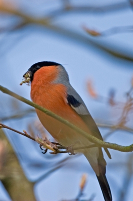 heerlijk in de tuin bij mijn schoonmoeder toen we het karaktewristieke geluid van de goudvink hoorde. na even zoeken vonden we het in een boom net achter de poort van de tuin. Heerlijk verse knoppen aan het eten. bleef mooi voor de foto zitten