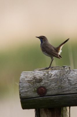 Dit is de eerste toonbare foto van een BB voor mij. Helaas schoof er net een wolk voor de zon. Later heb ik hem nog een keer gefotografeerd van dichter bij en in de zon. Helaas stond het gras er scherper op dan de vogel. Jammer.