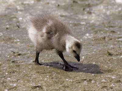 Deze kleine liep lekker te struinen vlak voor de vogelhut waar ik zat, z'n broertjes en zusje bleven wel dicht in de buurt van pa en ma.