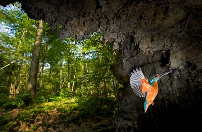 Nest in omgewaaide boom, mannetje en vrouwtje vliegen de hele dag af en aan om de 4 jongen van vis te voorzien.