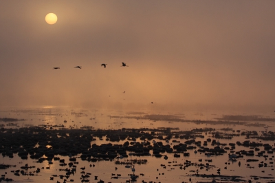 Als de zon door de ochtendmist heen komt krijg je van deze prachtige kleuren, een paar kraanvogels vlogen langs.