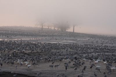 Als de mist over het Horborgasjn optrekt zie je een 'deken' van kraanvogels verschijnen.