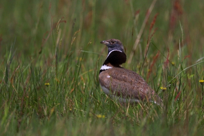Nog maar weinig foto's van Kleine Trap op Bp...
Na een voormiddag onder een camouflagenet te hebben gelegen, had ik het geluk dat er een mannetje vlakbij kwam baltsen.
Eventjes gewacht tot hij behoorlijk vrij zat, en dan enkele leuke foto's kunnen maken.
Prachtige natuurbeleving om dit schouwspel van nabij te kunnen meemaken!