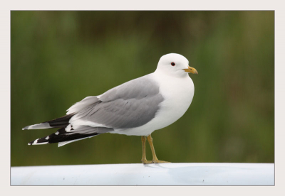 Met mijn nieuwe Canon 100-400 L voor het eerst wat foto's gemaakt in mijn woonplaats Heerhugowaard in het Park van Luna.
De komende tijd zal ik proberen hier regelmatig foto's te alten zien van deze unieke locatie.