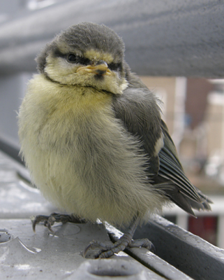 Elk jaar zie ik de pimpelmeesjongen van de buurman uitvliegen en elk jaar zijn ze weer vreselijk schattig. Deze liet me met mijn camera tot tien centimeter dichtbij komen! Wat een poepie!
Een half uur later hoorde ik het halsbelletje rinkelen van de kat van een andere buurman. Aan het geluid dacht ik al te kunnen horen dat hij er eentje had. En jawel, met een bolletje pluis in de bek verdween hij door het katteluikje. Waarschijnlijk verdwijnt meer dan de helft van alle net uitgevlogen stadsvogeltjes in de magen van ons kattenleger. Dat is op zich geen ramp want in de vrije natuur wordt het merendeel ook opgevreten. Maar in onze steden en dorpen huizen al gauw honderden Minoezen per vierkante kilometer. Poezesnoezen die, als ze niets vangen, altijd op hun kittekat kunnen rekenen. In de vrije natuur vind je hoogstens n kat per vierkante kilometer. Want de dichtheid daar wordt bepaald door het aanbod aan voedsel in de slechtste tijd van het jaar. En niet door de kittekat.