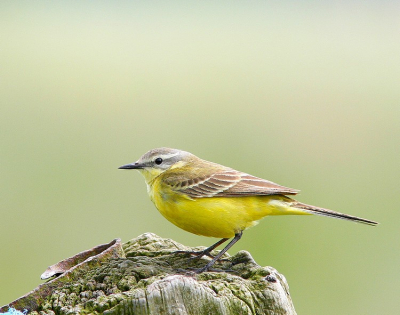Rijdend tussen de weilanden zag ik deze kwikstaart op een paal zitten. Bood me net genoeg gelegenheid om deze foto te maken.