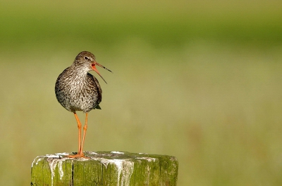 Mooi weer,
Camera mee en de polder in, dit maal in de lier bij het kraaienest 
Veel gezien en heerlijk gewandeld