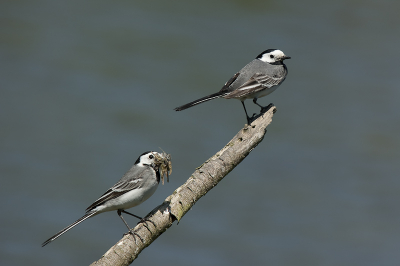 Wegens leegstand gekraakt. Geen ijsvogels, dan pikken wij hem maar in moeten deze kwikstaarten gedacht hebben. Ze hebben ook de kijkhut ingepikt en lijken zich weinig van de bezoekers aan te trekken. Hier komen ze met een overheerlijke maaltijd voor het kroost aan.