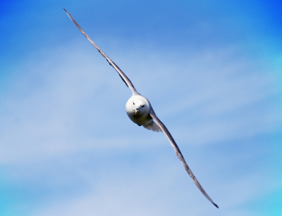 Via Natuurpunt Bree op een vogel trektocht geweest 
Met vijf personen hebben we veel kunnen spotten waarvan dit het eerste resultaat