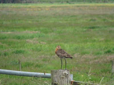 Mooie dag in de polder tussen Boskoop en Reeuwijk.