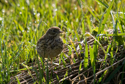 Dit is een foto van een tijdje terug. Ik wist toen nog niet hoe ik een foto kon verkleinen en uploaden. Deze graspieper kwam naast de auto zitten. Er was net genoeg tijd om twee foto's te maken. De andere foto was bewogen.