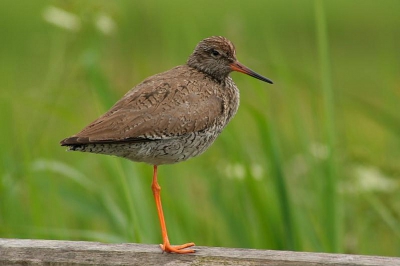 Hier mijn eerste foto op Birdpix..:
Een tureluur, zat ongeveer vijf meter van ons vandaan.
