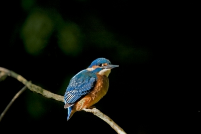Foto gemaakt met goed licht onder een boom.
Deze ijsvogel kwam regelmatig op zijn plekje zitten,

Vind deze vooral erg mooi door de bijna zwarte achtergrond en een door de zon belichte ijsvogel.

Het blijven schitterende vogels hier in Nederland.