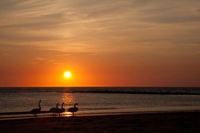 Gisteravond was ik samen met mijn vriendin naar het strand gegaan om de zonsondergang te fotograferen. Toen er een halfuur van te voren een formatie van vier knobbelzwanen van links aan kwam vliegen en precies voor ons in het water neerstreek.
Na voorzichtige pogingen om ze te benaderen kon ik wat foto's schieten, op een gegeven moment zaten ze bijna in mijn fototas zo dichtbij waren ze.

Dit vond ik wel een mooie sfeerplaat van deze prachtige vogels.