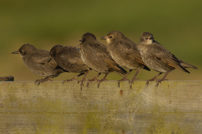 Deze pubbers wachten op hun ouders die in de pas gemaaide graslanden de larven van de eemelten zoeken.