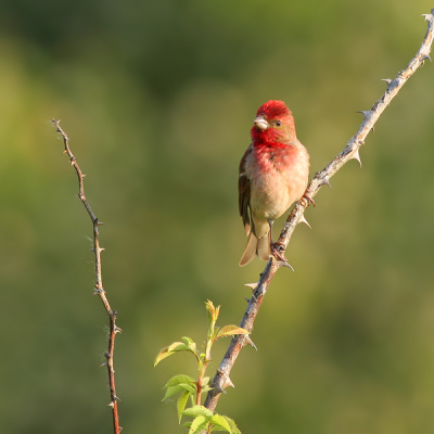 Zondag werden door andere vogelaars twee Roodmussen gezien in Oranjezon, een vrij ruig stukje bos- en duinlandschap op Walcheren. Maandagochtend besloot ik ook mijn geluk te gaan beproeven. Toen ik rond 6.30u gedachteloos fluitend de zang van Roodmus imiteerde, kreeg ik tot mijn grote verbazing letterlijk binnen twee seconden antwoord van een echte Roodmus! Al snel zag ik de vogel zitten. In de beschutting van wat begroeiing kan ik de vogel tot op een meter of 20 benaderen en wat foto's maken. Omdat er ook een andere vogelaar aan het zoeken was, heb ik die toen eerst gewaarschuwd. Even later zat de vogel op een andere plek, waar hij wat lastiger te benaderen was. Uiteindelijk ook wel tevreden met dit plaatje...