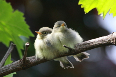 Deze twee waren niet zo brutaal als hun broertjes en zusjes maar bleven trouw wachten tot hun ouders hun wat brachten. Hierdoor kregen ze wel meer te eten als de anderen die zelf al op zoek gingen