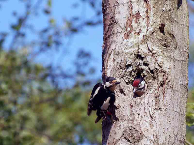 Bij mijn rondje door de duinen van Castricum hoorde ik in eerste instantie een ekster. Nadat de ekster was weggevlogen, hield het geluid aan. Op dat moment kwam moeder specht op de boom en verscheen al snel het kopje van het jong. Het jong werd, naar later bleek, voor het laatst op het nest gevoerd. Nadat moederspecht was weggevlogen, vloog het jong al snel uit. Een mooi lentemoment. Mijn dag was goed begonnen.