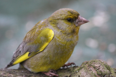 Het hele jaar door hebben we veel vogels in de tuin.
Ook deze groenling kwam even langs. 
En natuurlijk moest hij toen even op de foto.