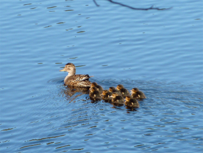 Eens een keer mijn slr camera thuis gelaten en een compactcameratje mee genomen. Deze familie kwamen we tegen in een meert midden in het natuur reservaat Tiveden. Ben benieuwd wat jullie er ondanks de mindere camera van vinden..
