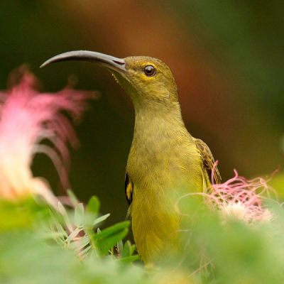 Dit prachtige vogeltje kwamen we op verschillende plekken in Borneo tegen.