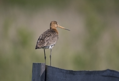 gisteren een grutto geupload die met tegenlicht was gemaakt, jogger verstoorde de shoot, van plaats verwisseld waarna ik de zon in de rug had, gelukkig kwam de vogel op hetzelfde hekje terug