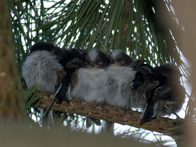 Vandaag veel getsjirr van de staartmeesjes in de tuin. Het is dan toch gelukt, na de bouw van een tweede nest, een legsel uitgebroed. Zes jongen, die later in de middag op een rij in de dennenboom verderop zaten. Trapje erbij en uit de hand een foto gemaakt. Met invulflits.