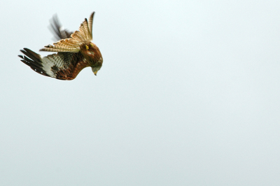 Vanuit een vogelhut een paar mooie momenten beleefd met de Red Kite. Hier duikt hij, met zijn ogen gefocust, op zijn prooi.