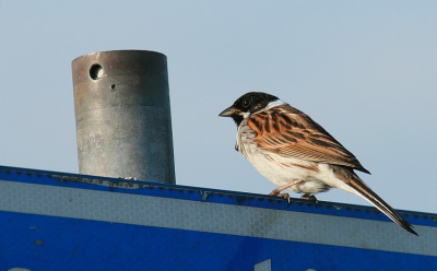 Een keer een andere pose van de rietgors. Blijft toch tegenvallen om die kleine vogels vast te leggen.