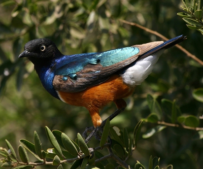 Deze prachtige vogel viel op door zijn glanzende veren. De foto is midden op de dag gemaakt, de zon stond erg fel, vandaar de hardere schaduwpartijen.