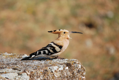 voor het eerst dat ik een foto goed genoeg vind om deze op Birdpix te zetten. Ik blijf het namelijk erg moeilijk vonden om goed scherpe foto's te krijgen