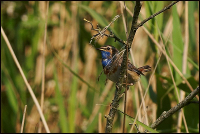 Foto geplaatst, omdat het toch een vogeltje is wat je niet snel ziet.