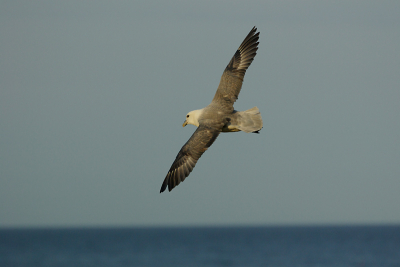 vorige week 4 dagen Engeland. Volop activiteiten waaronder stormvogels, papegaaiduikers enz.