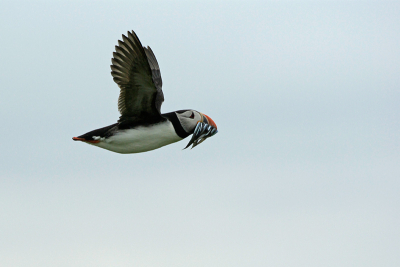 vorige week 4 dagen Engeland. Volop activiteiten waaronder stormvogels, papegaaiduikers enz.