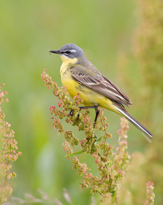 Na de verschijning van Birdpix 5, is er eindelijk af en toe wat tijd om te fotograferen. Arno heeft mij z'n local patch laten zien, waar we deze gele kwik mooi konden fotograferen.