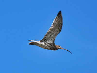 In de duinen bij Hollum (Ameland) vloog deze wulp af en aan, eerlijkheids halve moet ik erbij zeggen dat mijn vriendin (Corine) deze foto heeft gemaakt (ze heeft alleen (nog) geen BirdPix inlog).