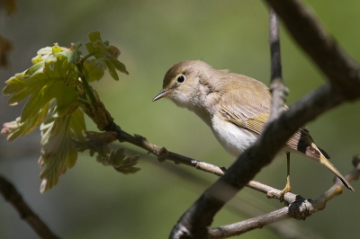 Hier een tweede plaatje van de Bergfluiter die eerder dit voorjaar zo fraai voor me poseerde in Z Spanje. Hoeveel dichterbij en scherper wil je ze hebben? Het hoort een beetje bij z'n biotoop, maar dat van die tak is best een beetje jammer...... Foto is geschoten uit de hand. Instellingen waren verder ook niet van dien aard dat je superscherpe foto mag verwachten. Waarom dat de ene keer wel lukt en de andere keer helemaal niet, is me nog een raadsel. Gewoon een kwestie van geluk?