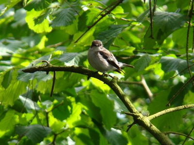Dit vogeltje besloot om maar te nestelen in onze tuin.

F 2.7
Iso 100
Sluitertijd 1/125
Standaard